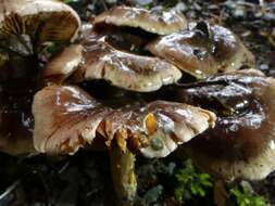 Image of Cortinarius dysodes Soop 2001