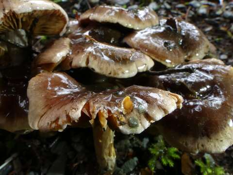 Image of Cortinarius dysodes Soop 2001