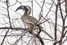 Image of African Grey Hornbill