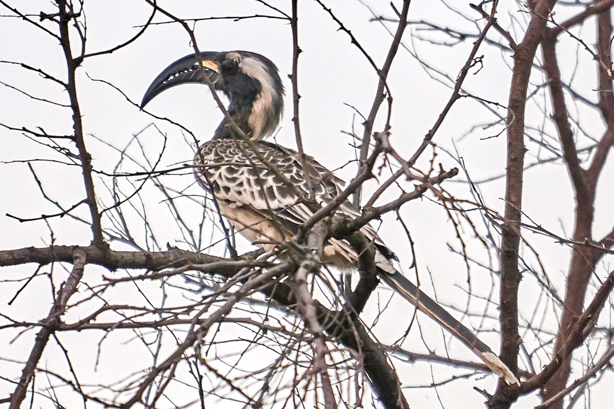 Image of African Grey Hornbill