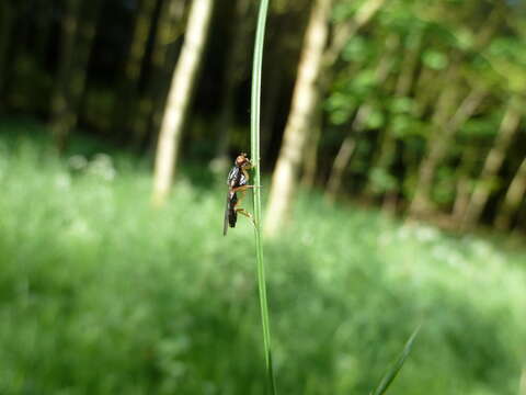 Image of Chyliza leptogaster (Panzer 1798)