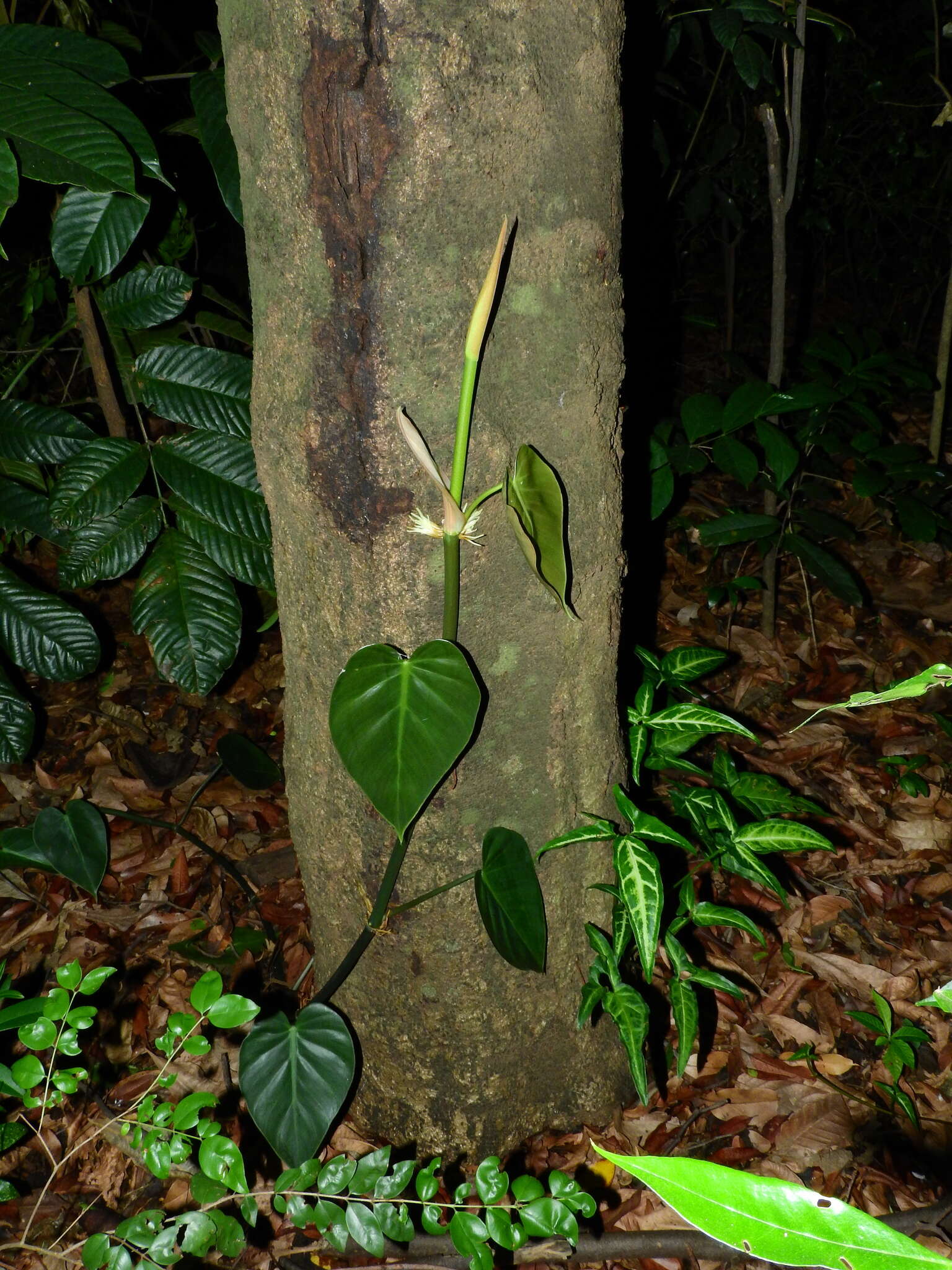 Image of heartleaf philodendron