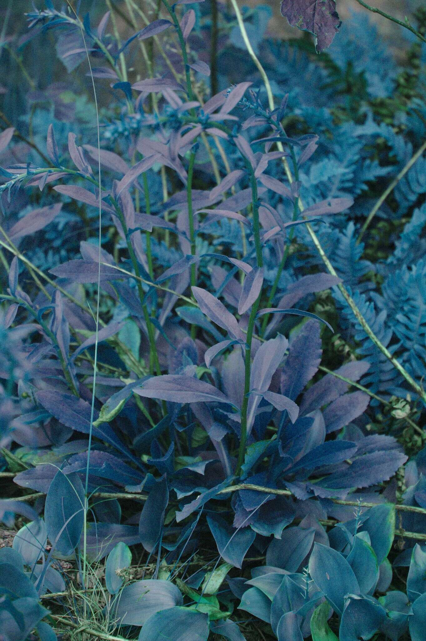 Image of Rand's goldenrod