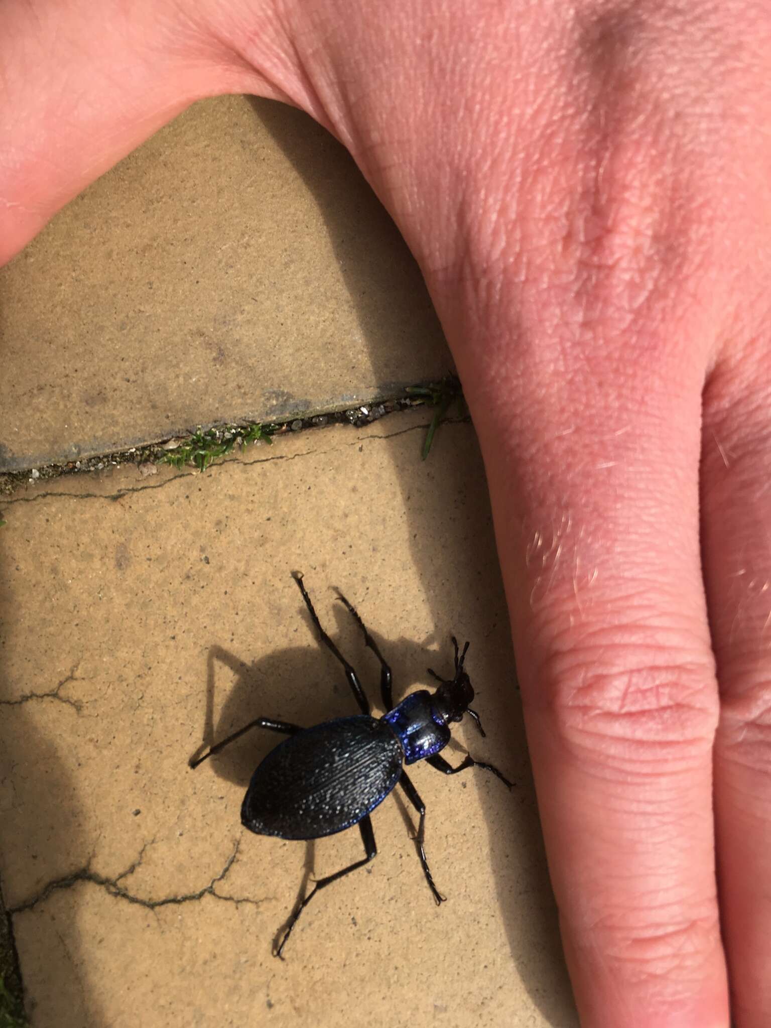 Image of Blue Ground Beetle