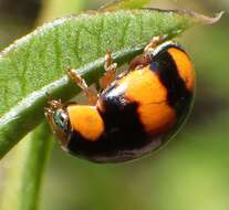 Image of Brachiacantha dentipes (Fabricius 1801)