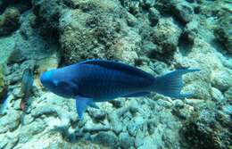 Image of Blue Kwab