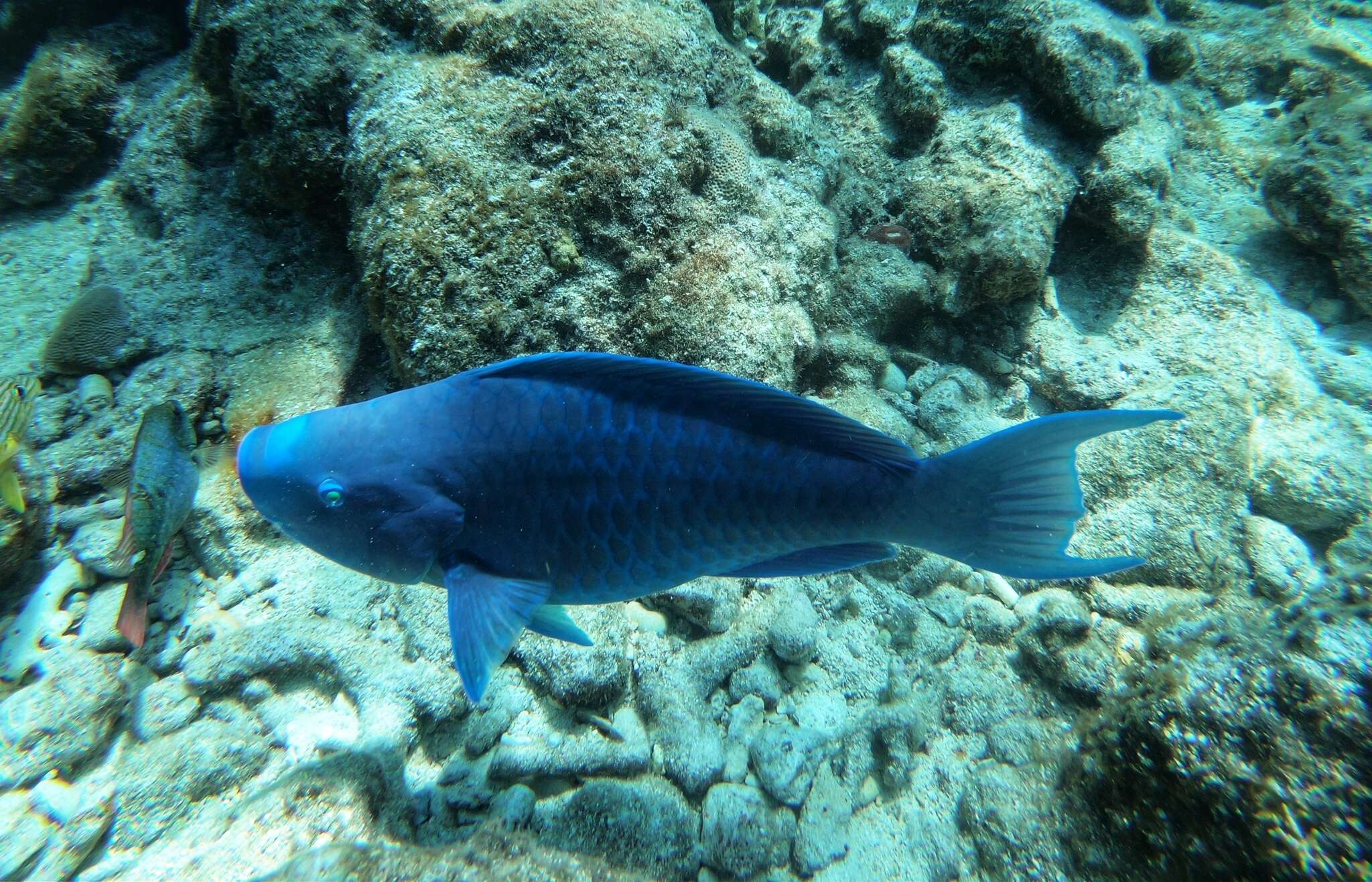 Image of Blue Kwab