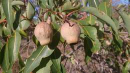 صورة Corymbia calophylla (Lindl.) K. D. Hill & L. A. S. Johnson