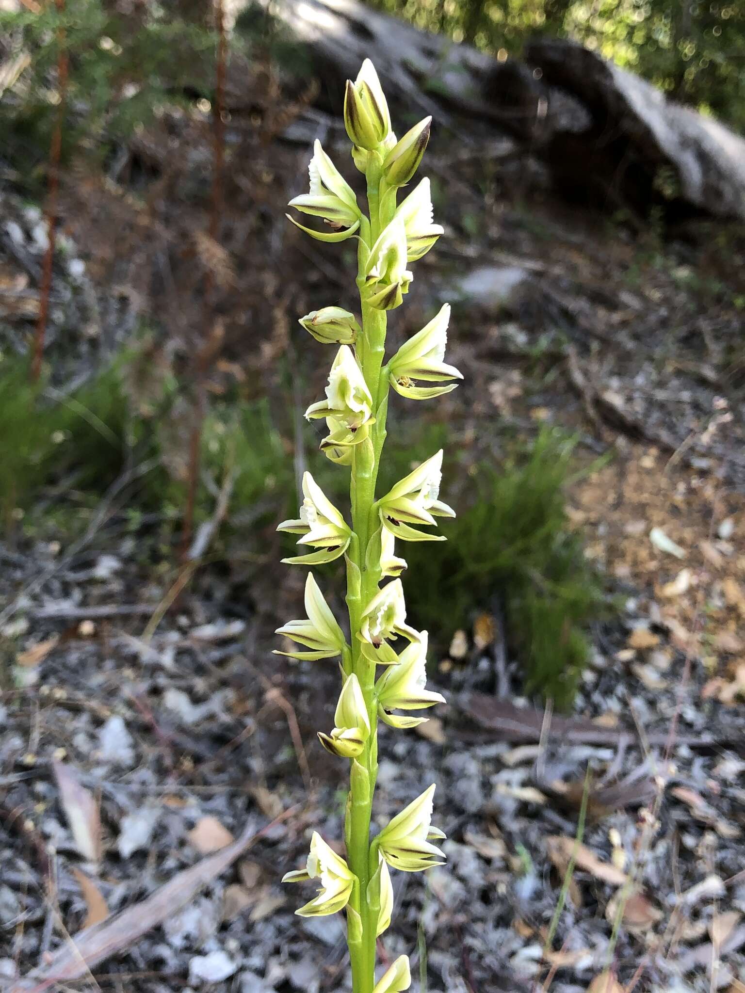 Image of Christmas leek orchid