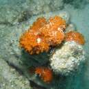 Image of orange lumpy encrusting sponge