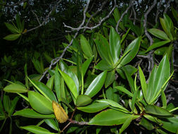 Image of Tea Mangrove