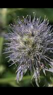 Imagem de Eryngium aquaticum var. ravenelii (A. Gray) Mathias & Constance