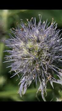 Image de Eryngium aquaticum var. ravenelii (A. Gray) Mathias & Constance