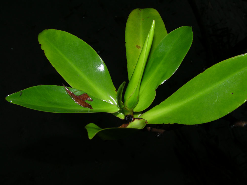 Image of Tea Mangrove