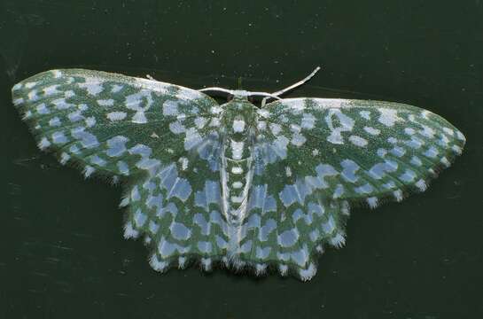 Image of Berta chrysolineata Walker 1863