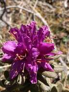 صورة Rhododendron setosum D. Don