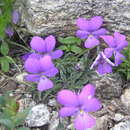 Sivun Viola valderia All. kuva