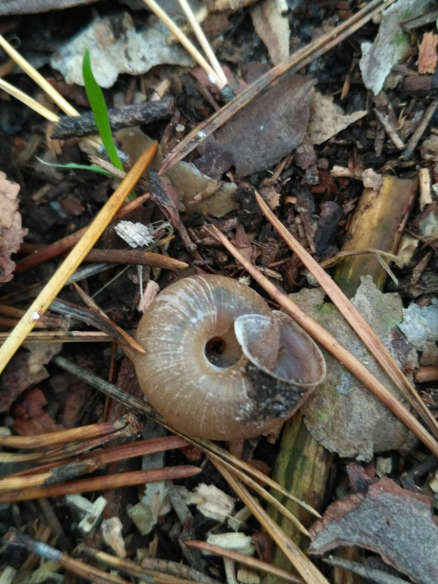 Imagem de Euomphalia Westerlund 1889