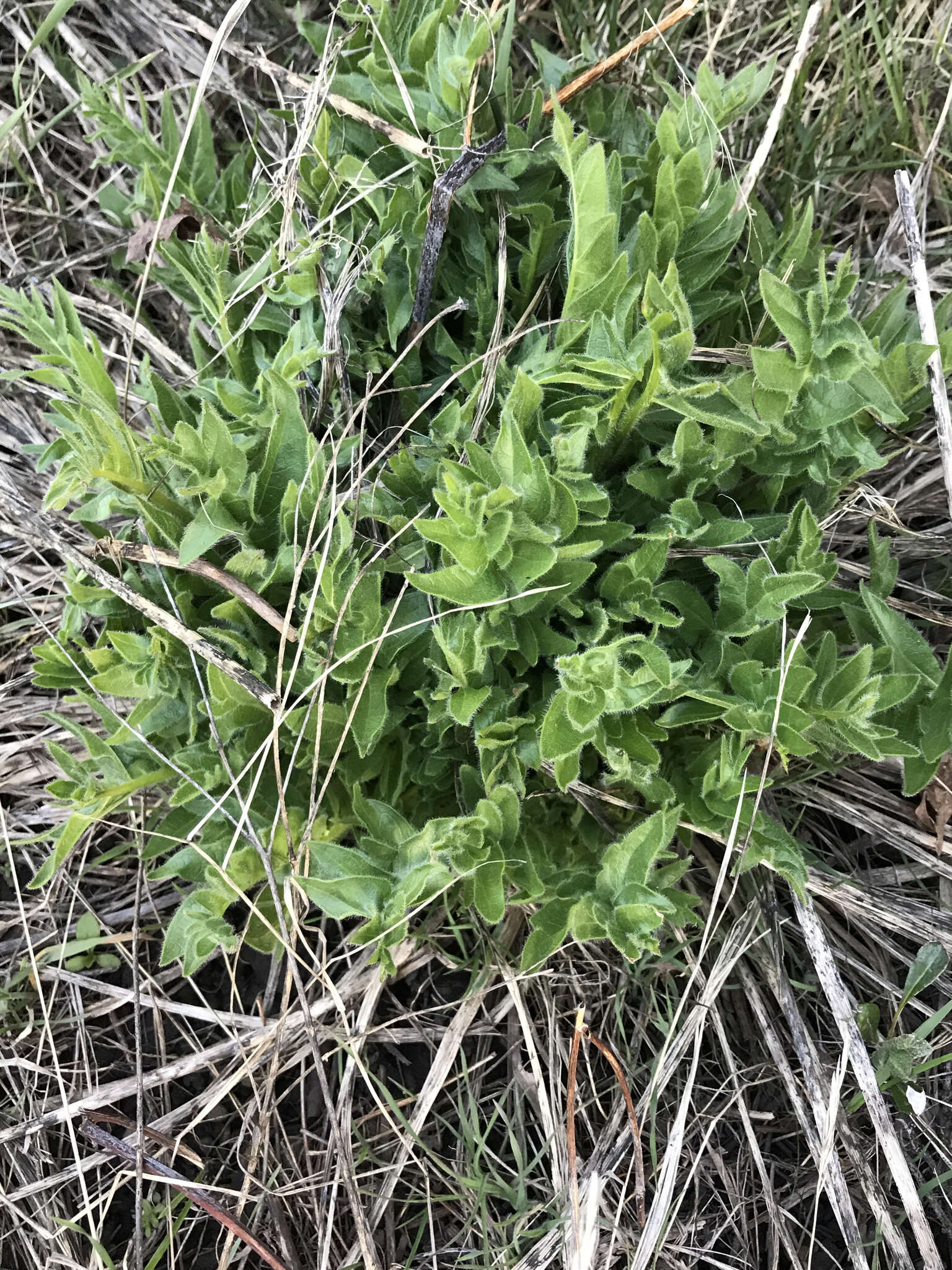 Image of cutleaf balsamroot