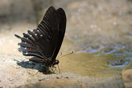 Image of Papilio erostratus Westwood 1847