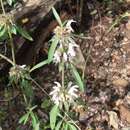 Image de Monarda citriodora var. austromontana (Epling) B. L. Turner