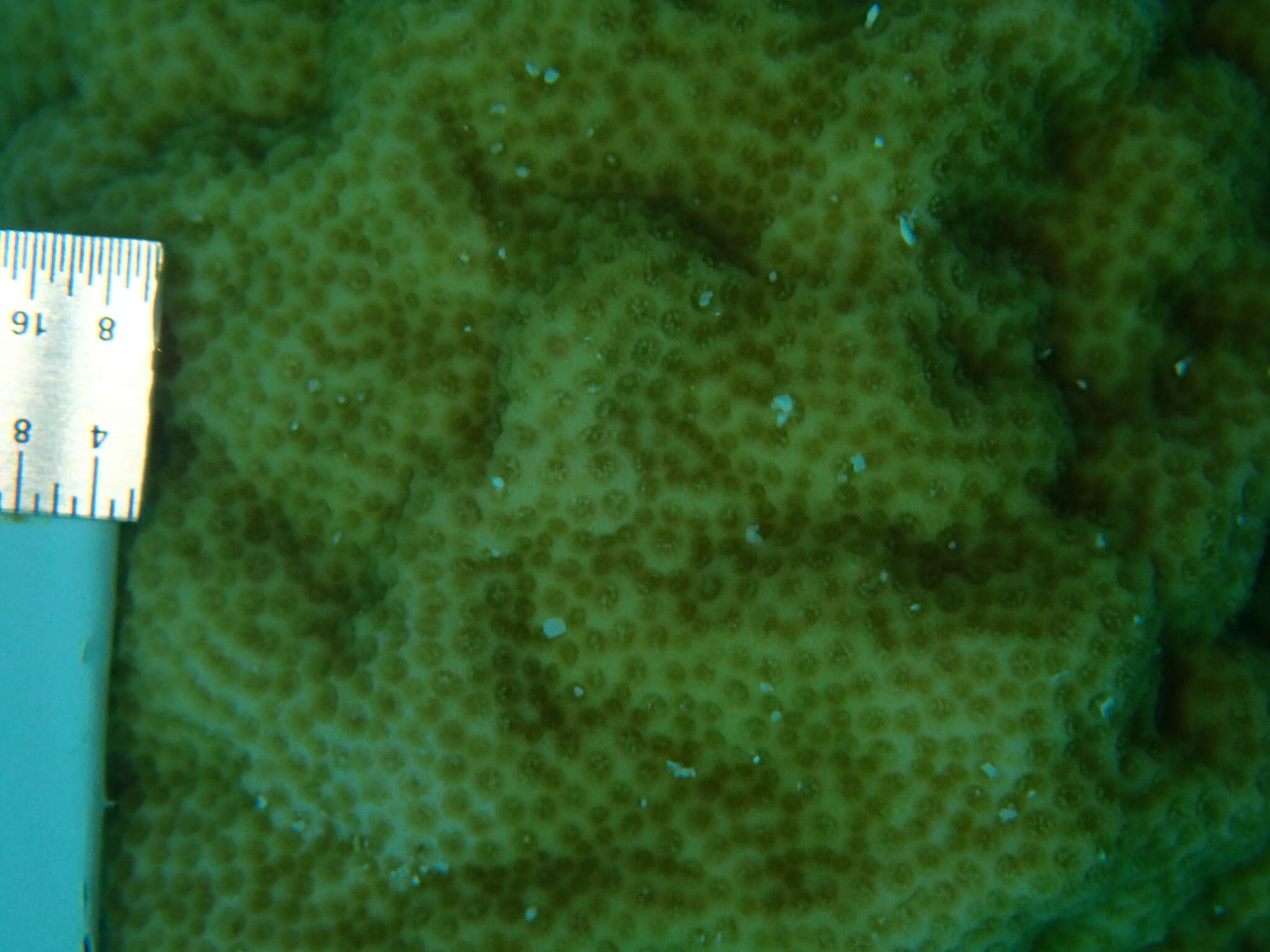 Image of Mustard Hill Coral