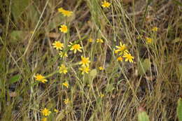 Lasthenia coronaria (Nutt.) Ornduff resmi