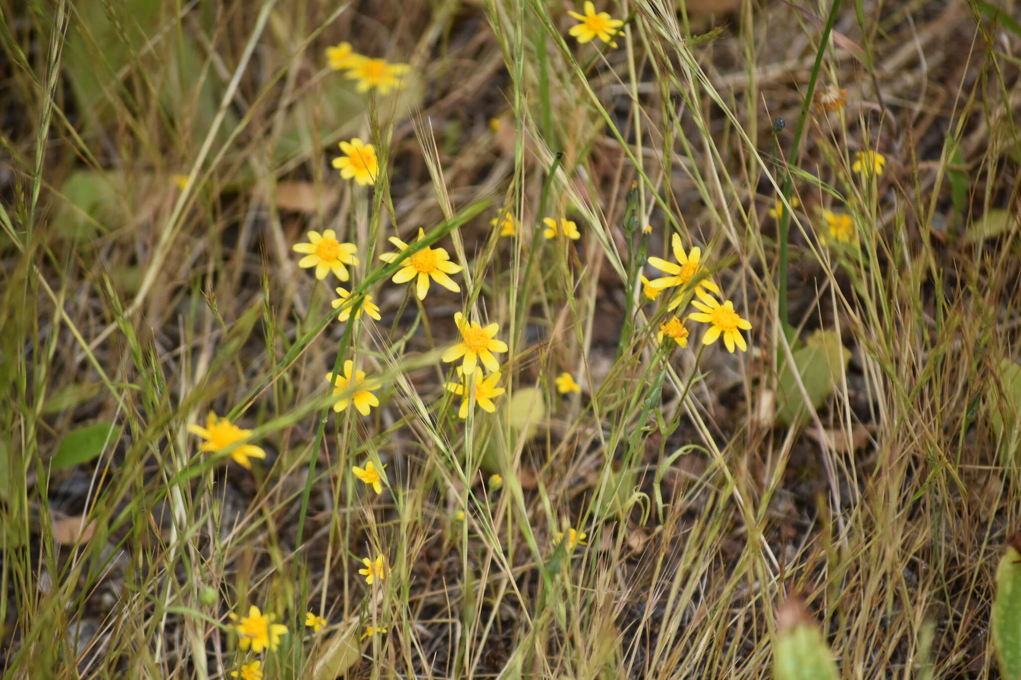 Lasthenia coronaria (Nutt.) Ornduff resmi