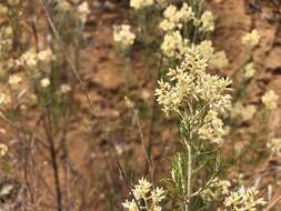 Cassinia laevis R. Br. resmi