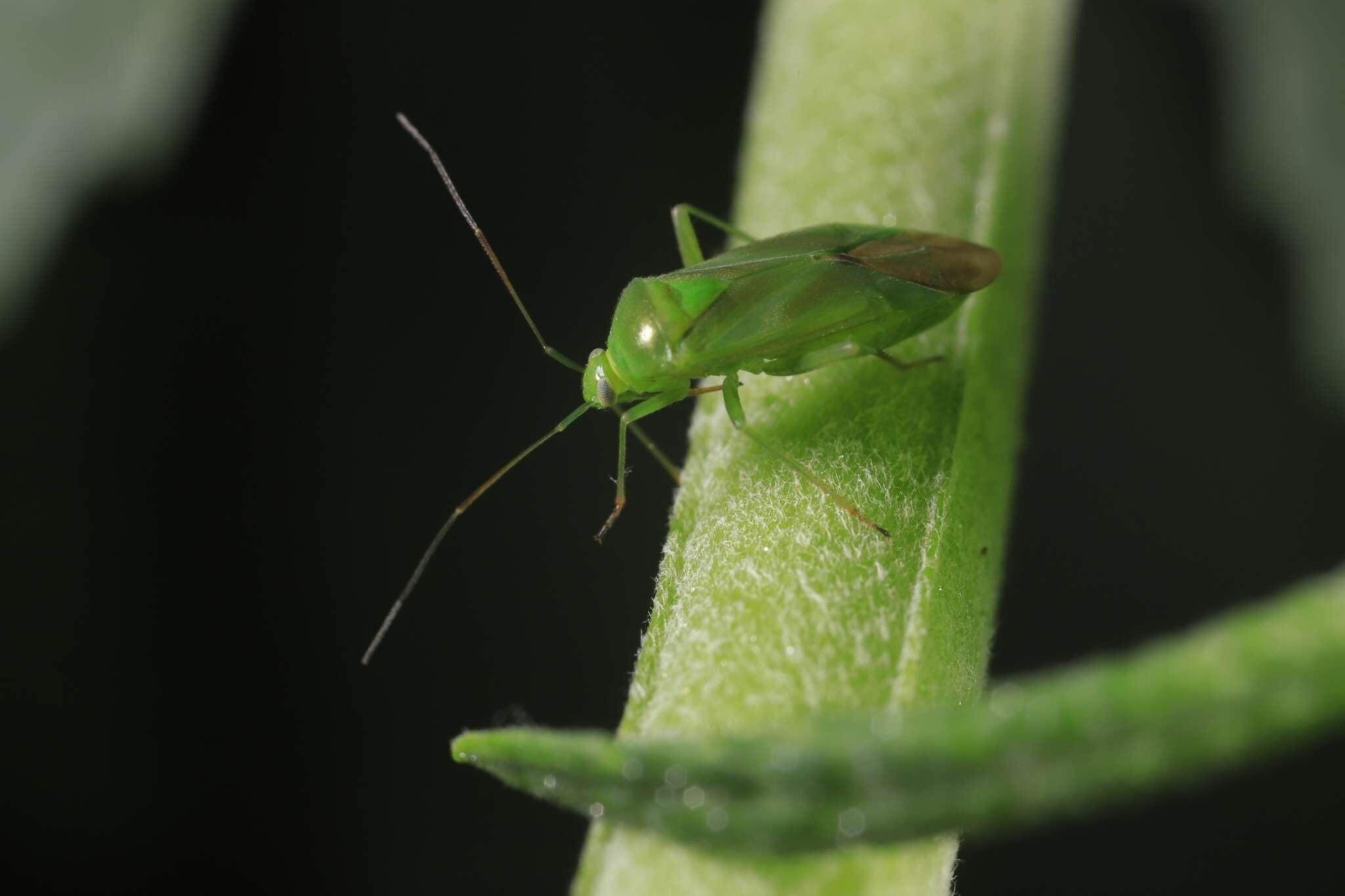 Image of Lygocoris