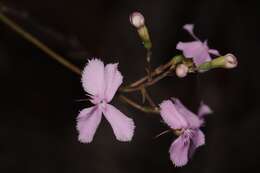 Image of Stylidium nymphaeum Wege