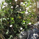 Image of Liparia splendens subsp. comantha (Eckl. & Zeyh.) Bos & de Wit