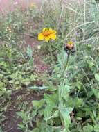 Image de Tridax trilobata (Cav.) Hemsl.