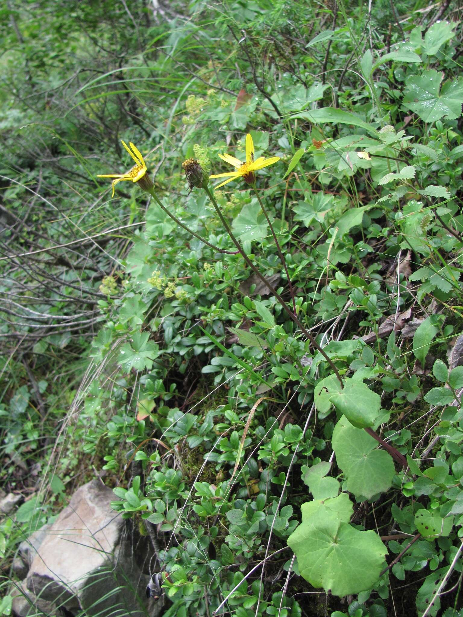 Plancia ëd Dolichorrhiza renifolia (C. A. Mey.) Galushko