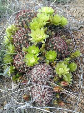 Image de Echinocereus viridiflorus subsp. viridiflorus