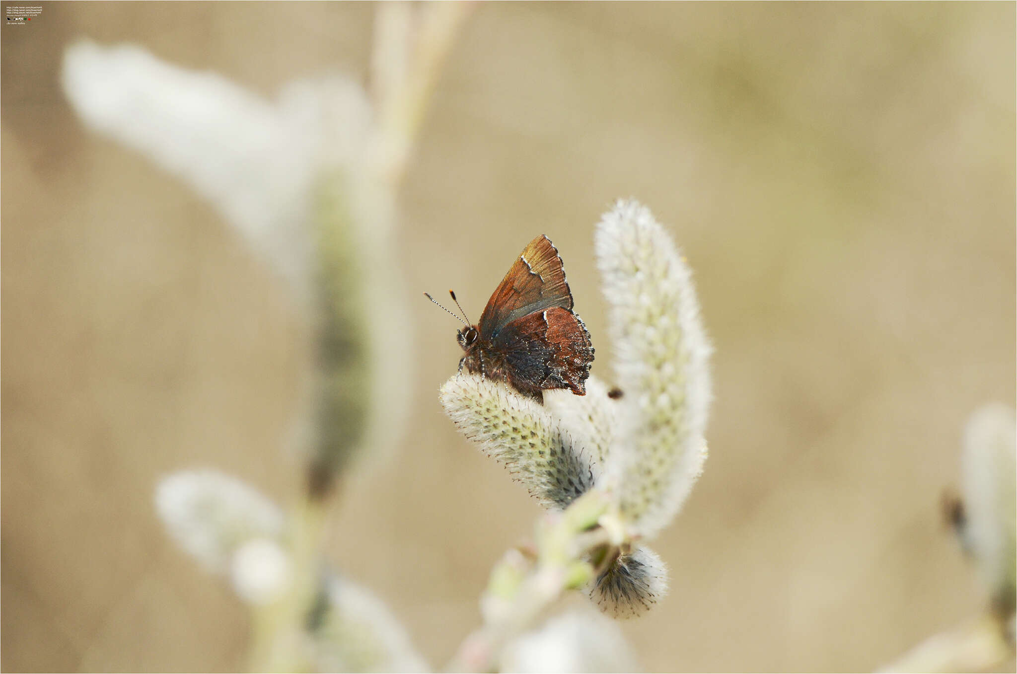 Image of <i>Ahlbergia ferrea</i>