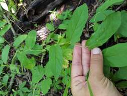 Image of low false bindweed