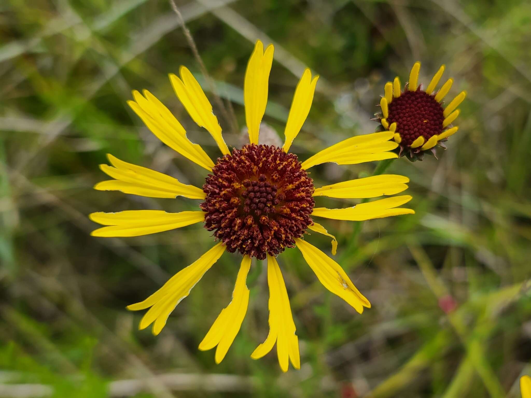 Image of purpledisk honeycombhead