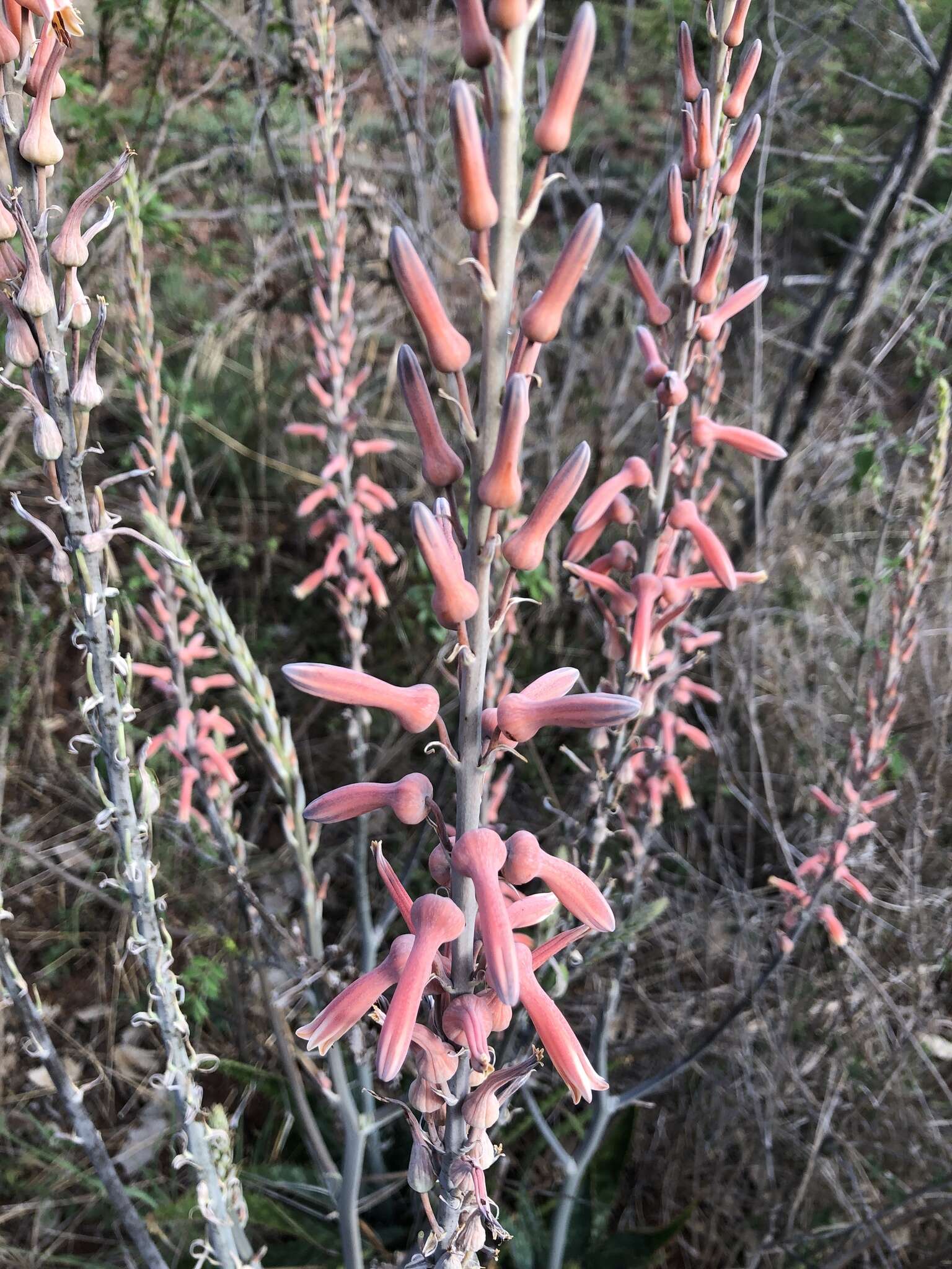 Image of Aloe greatheadii Schönland