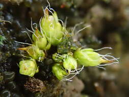 Image of sessile pterygoneurum moss
