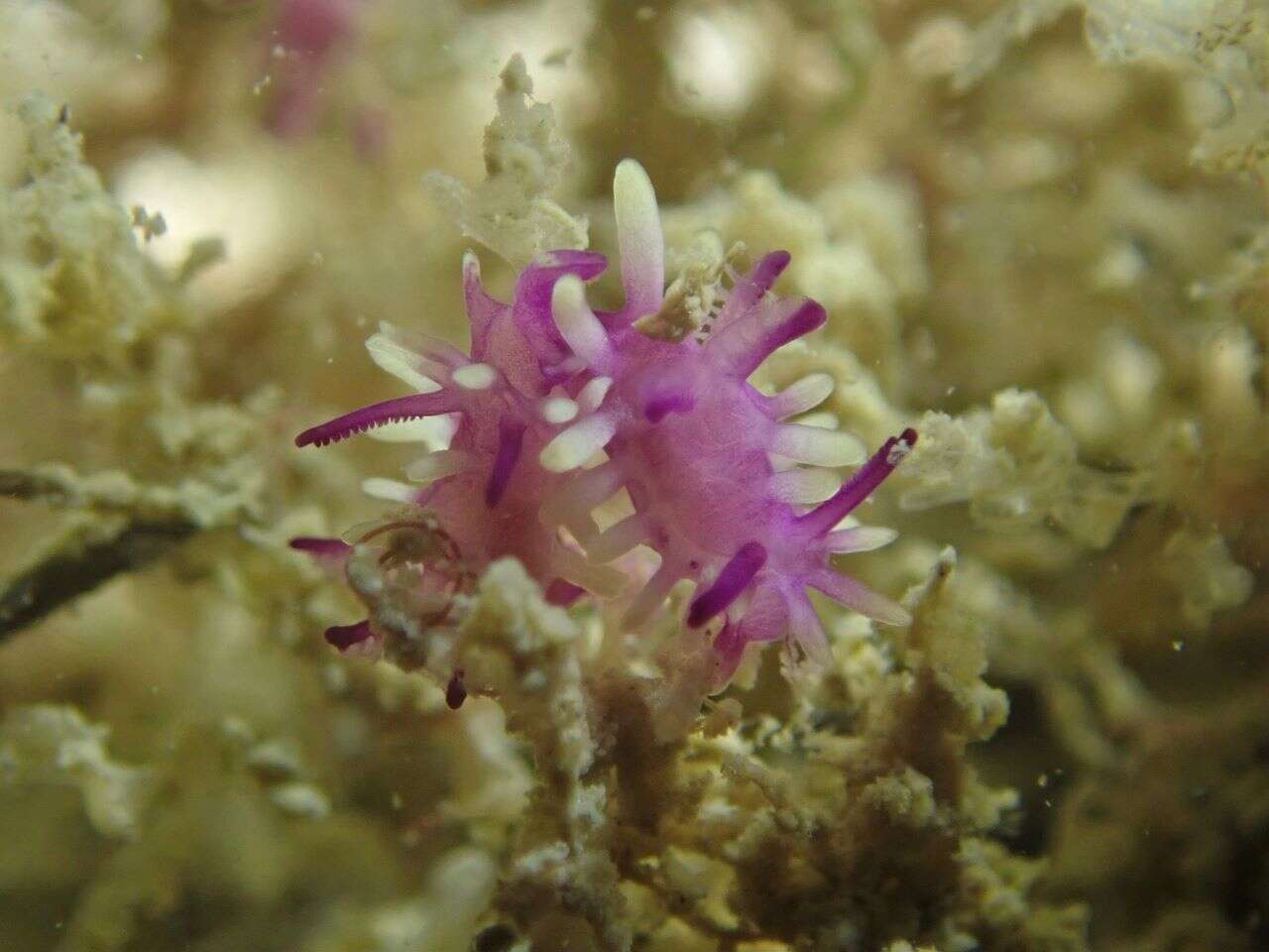 Image of Okenia purpurata Rudman 2004