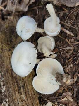 Image of Hygrophorus occidentalis A. H. Sm. & Hesler 1939