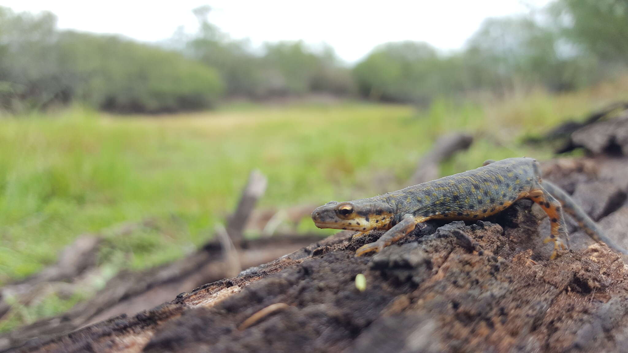 Image of Mexican black-spotted newt