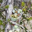 صورة Leptospermum spinescens Endl.