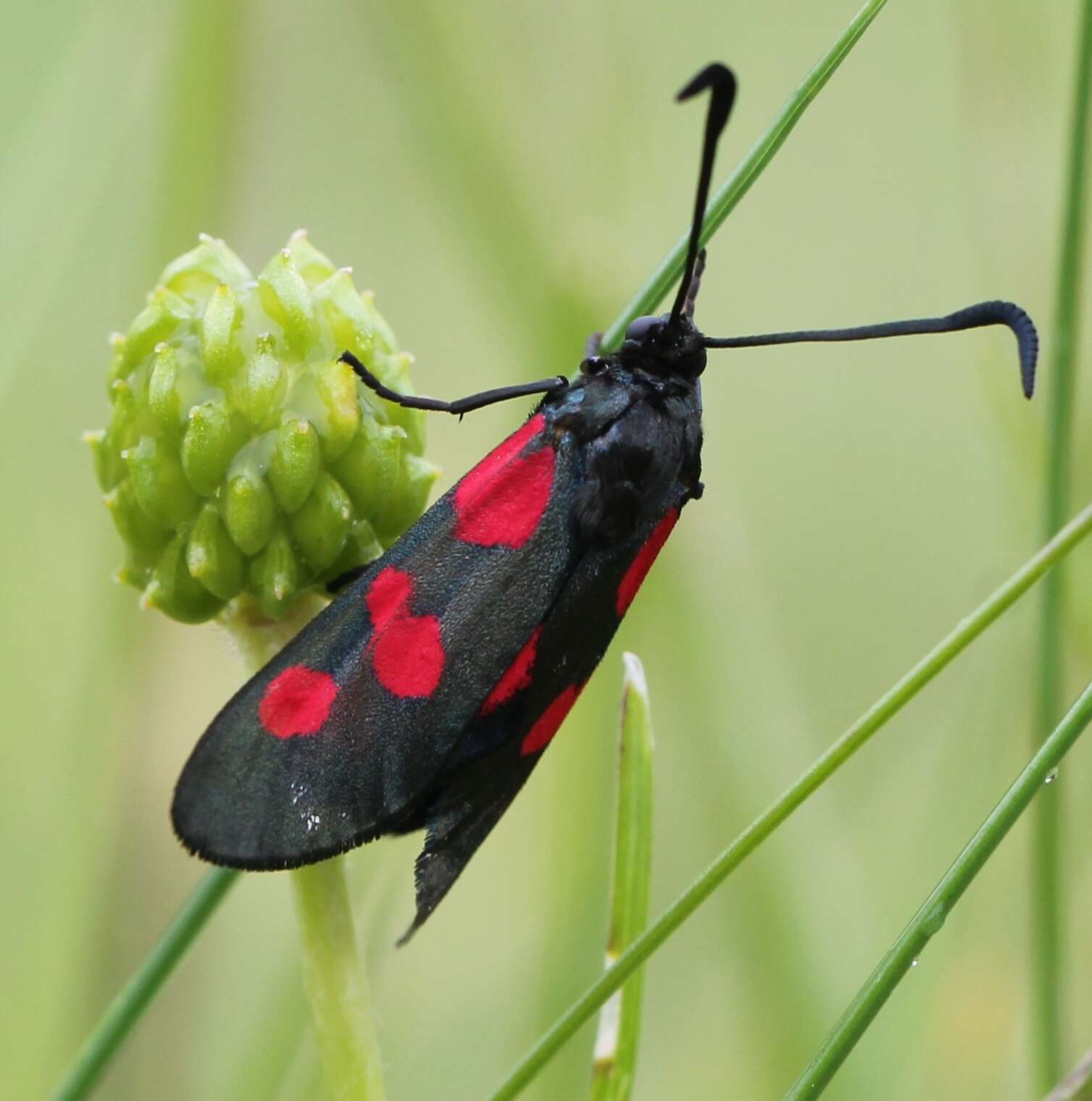 Image of Zygaena trifolii Esper 1783