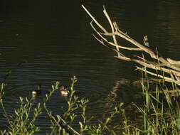 Image of Alcedo atthis ispida Linnaeus 1758