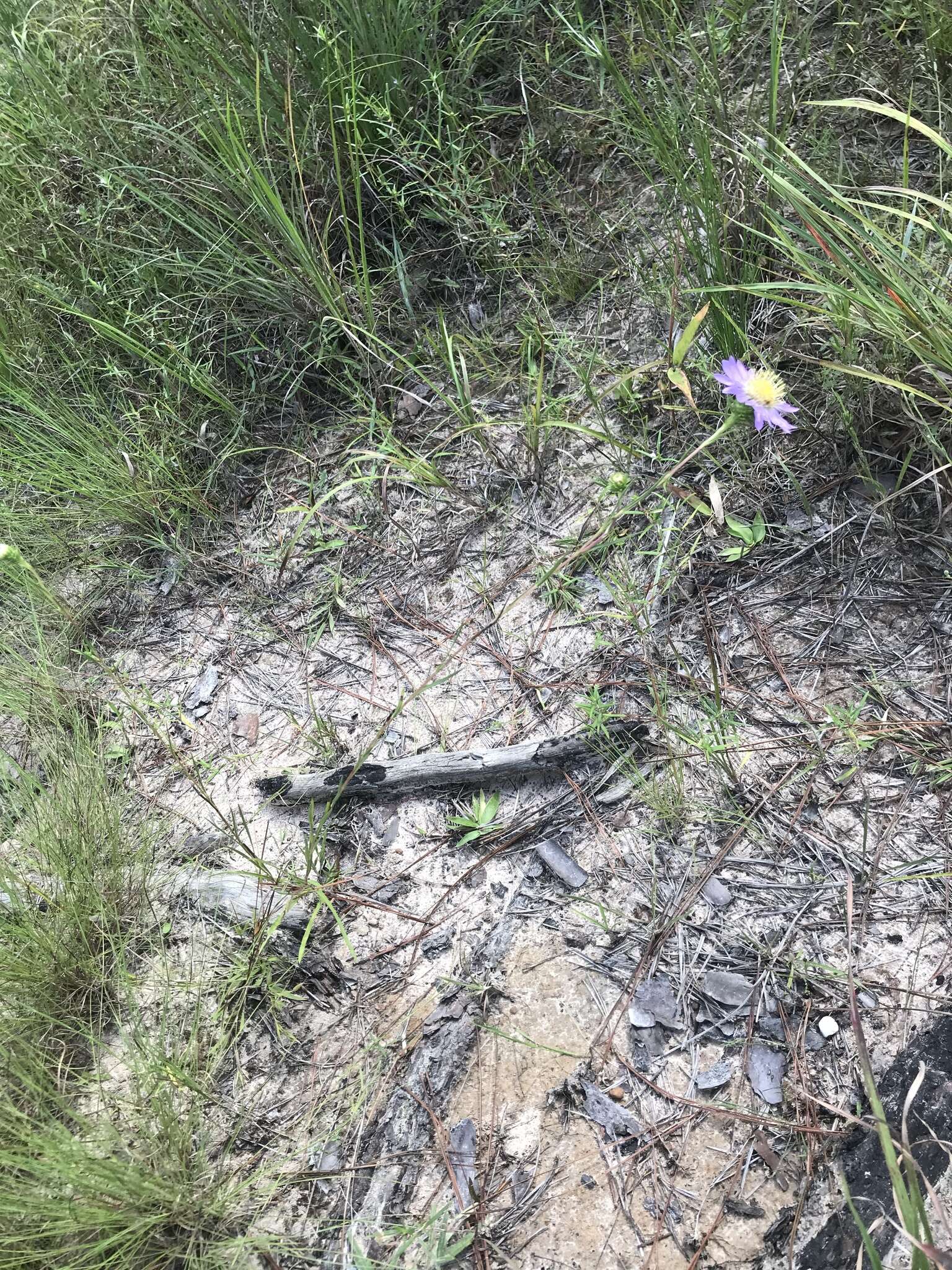 Image of southern prairie aster