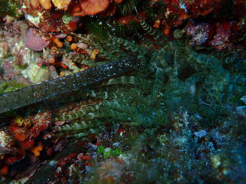 Image of glassrose anemone