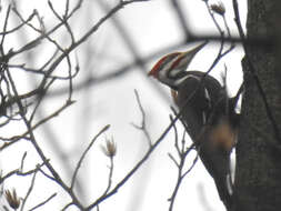 Image of Dryocopus pileatus abieticola (Bangs 1898)