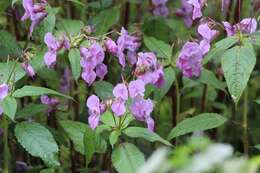 Imagem de Impatiens sulcata Wall.